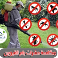 افضل شركة مكافحة حشرات أم القيوين 2026 | 0509750828 1 مكافحة الثعابين في ام القيوين 1